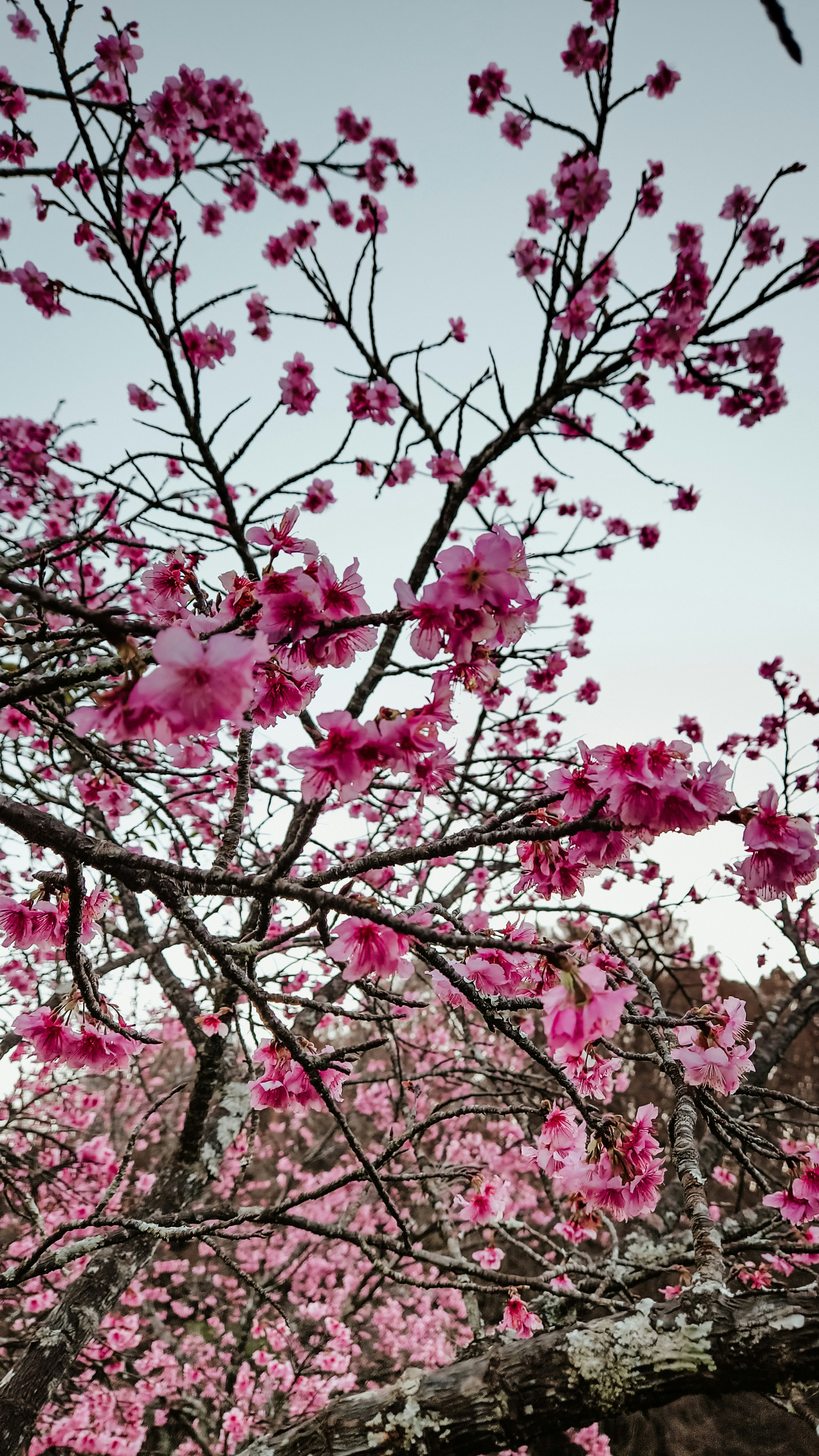 Photo by tomazjabali