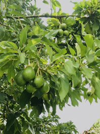 Bunches of ripe avocados hanging on branches in a sunny farm orchard.