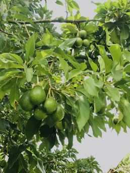 Bunches of ripe avocados hanging on branches in a sunny farm orchard.