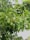 A lush avocado tree with clusters of ripe avocados hanging from its branches surrounded by vibrant green leaves.