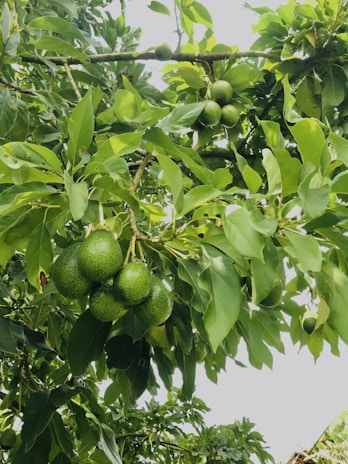 A lush avocado tree with clusters of ripe avocados hanging from its branches surrounded by vibrant green leaves.