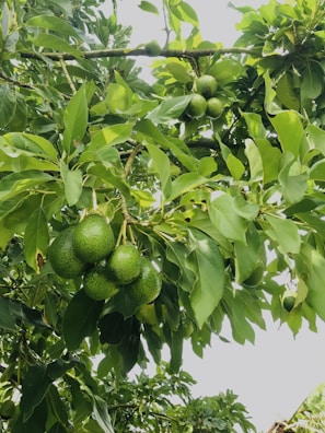 A gardener tending to a fruiting avocado tree in a decorative pot surrounded by greenery.