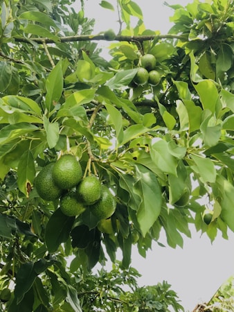 A lush avocado tree with clusters of ripe avocados hanging from its branches surrounded by vibrant green leaves.