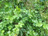 Lush green foliage with a variety of leaves, some with a glossy appearance. The dense growth creates a natural and vibrant scene, showcasing different leaf shapes and sizes interspersed with yellow berry-like fruits.