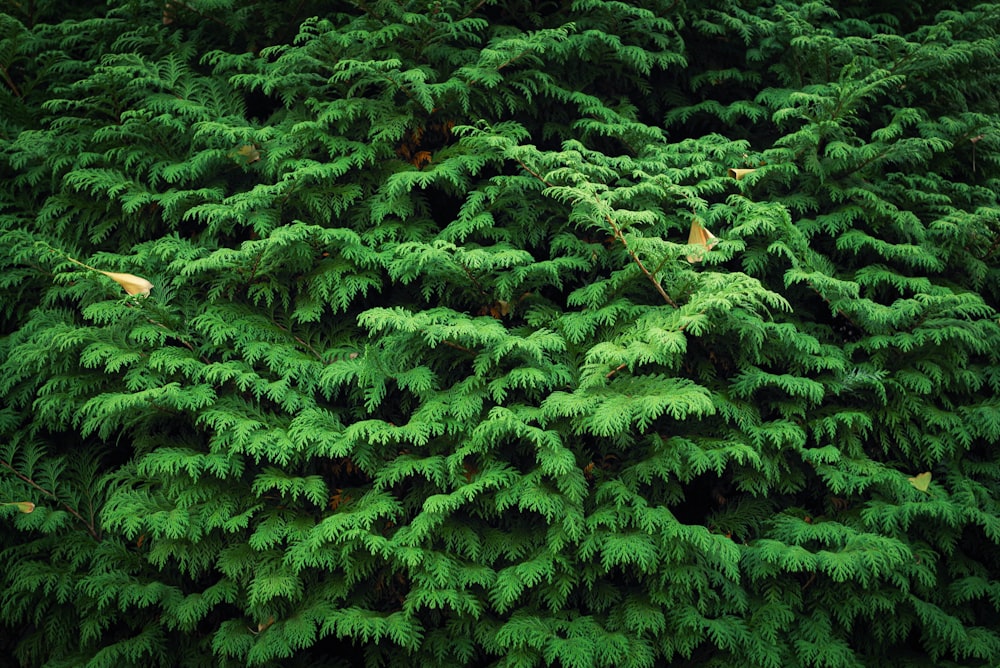 a very tall green tree with lots of leaves