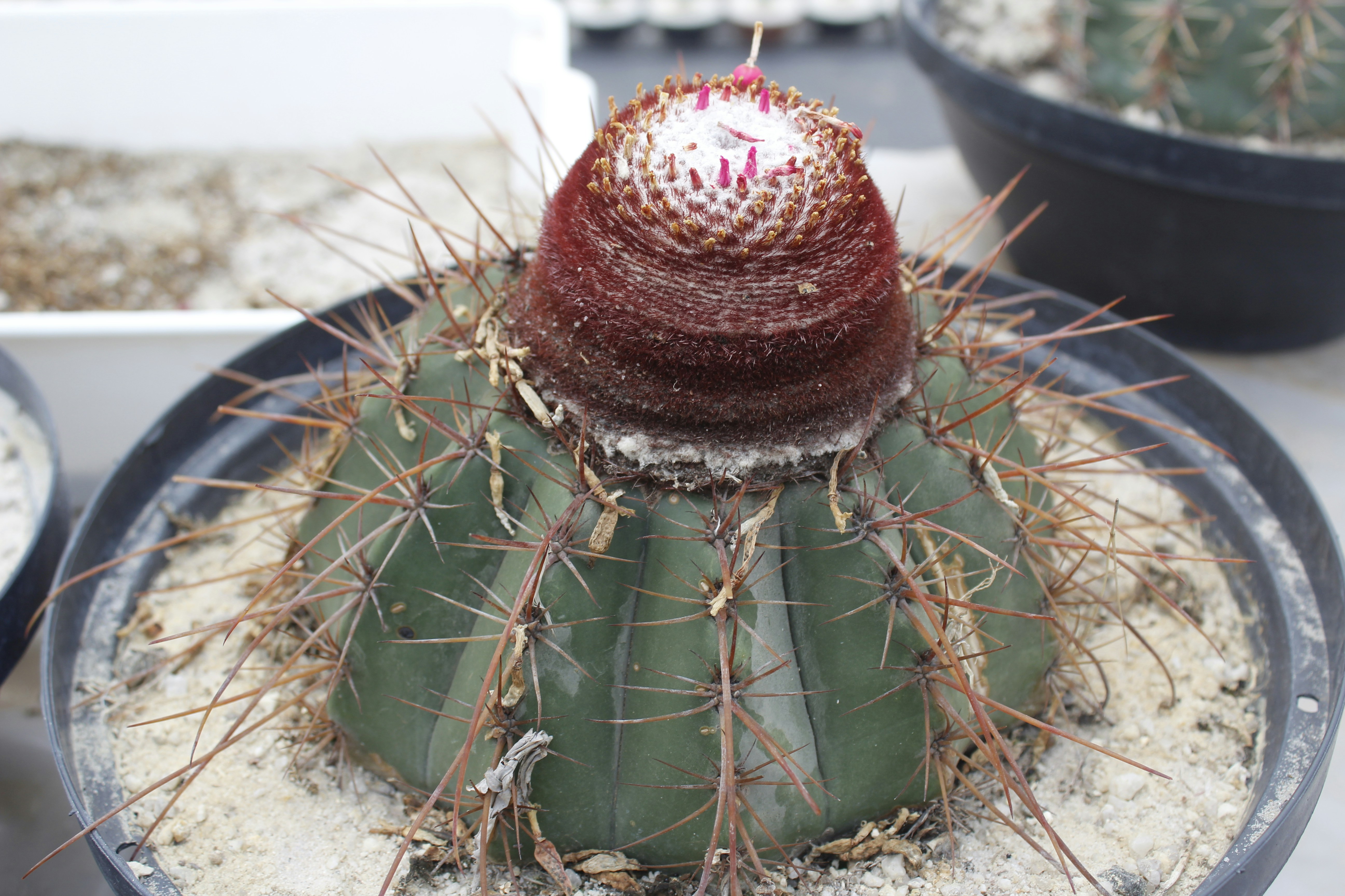 Dealing with Cactus Diseases: Home Remedies and Solutions
