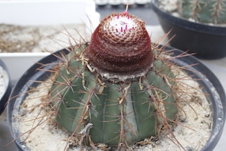 A potted cactus with a thick, dark reddish-brown top and a green body covered with long, sharp spines is surrounded by sandy soil. The pot is placed in what appears to be a greenhouse or a garden setting with other similar pots visible in the background.