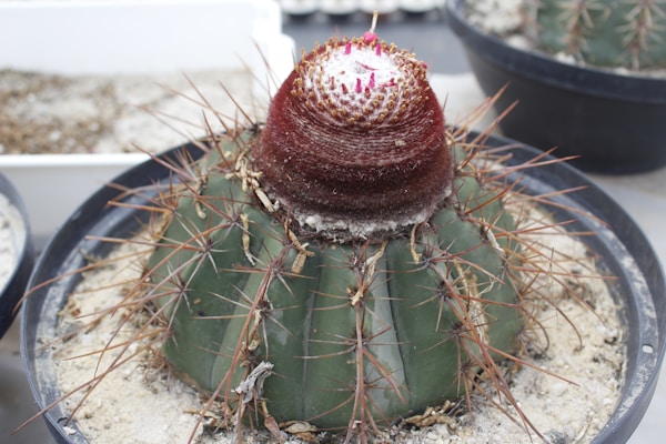 A potted cactus with a thick, dark reddish-brown top and a green body covered with long, sharp spines is surrounded by sandy soil. The pot is placed in what appears to be a greenhouse or a garden setting with other similar pots visible in the background.