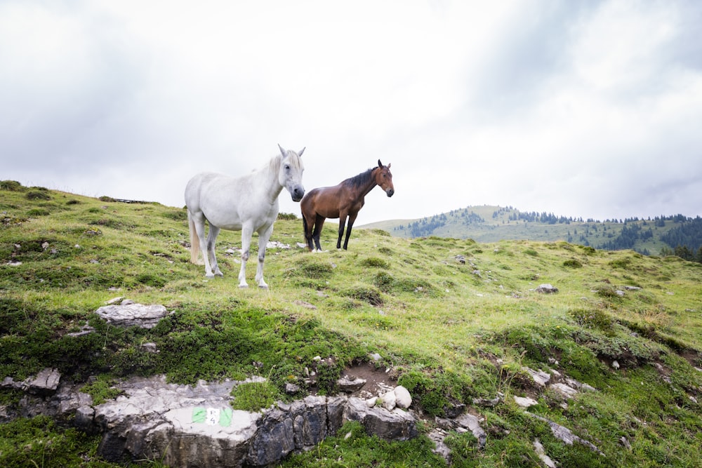 two horses are standing on a grassy hill