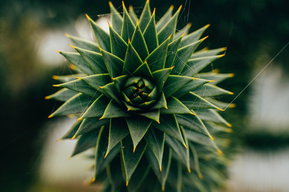 a close up of a green plant with yellow tips