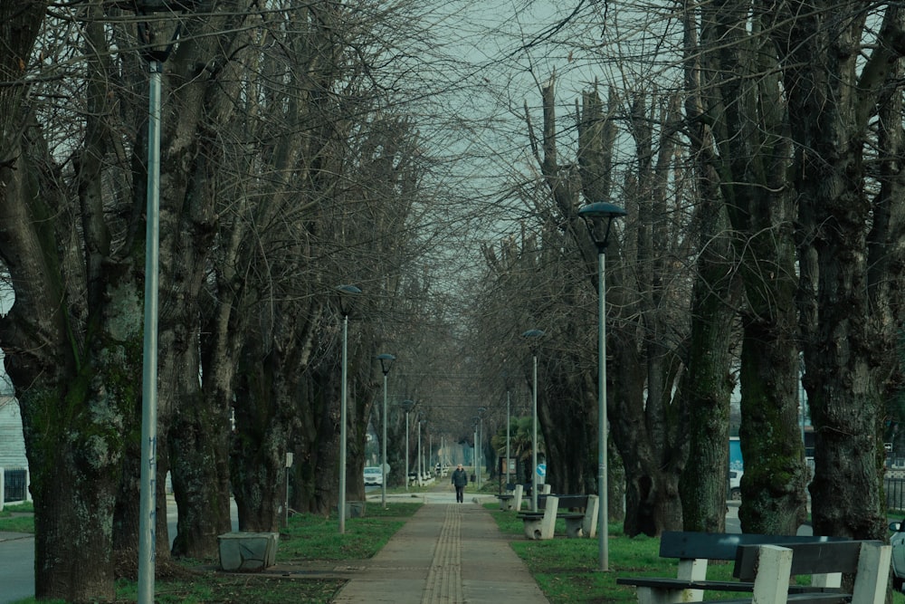 una strada fiancheggiata da alberi e panchine accanto a un marciapiede