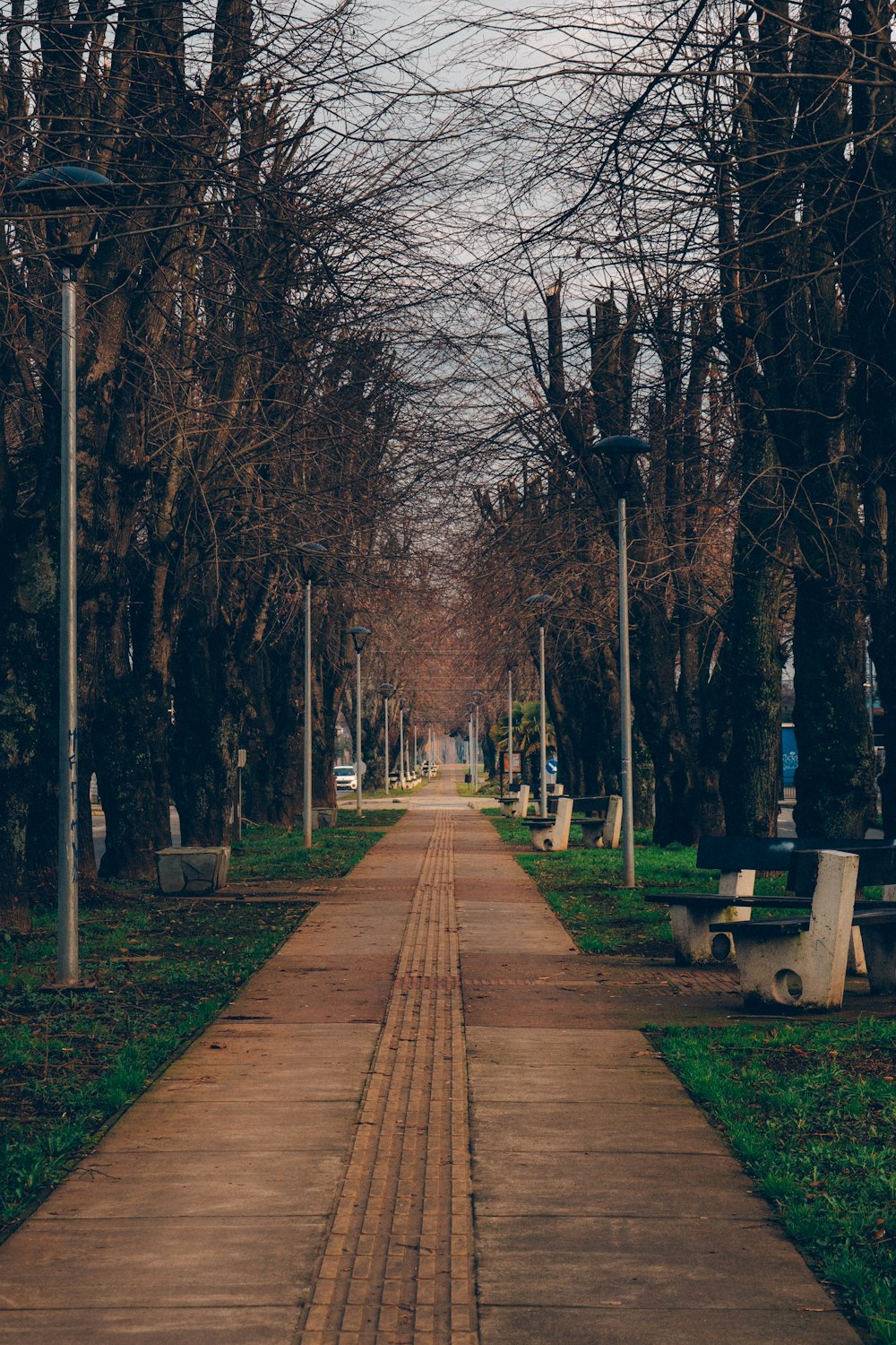 a pathway lined with trees and benches in a park