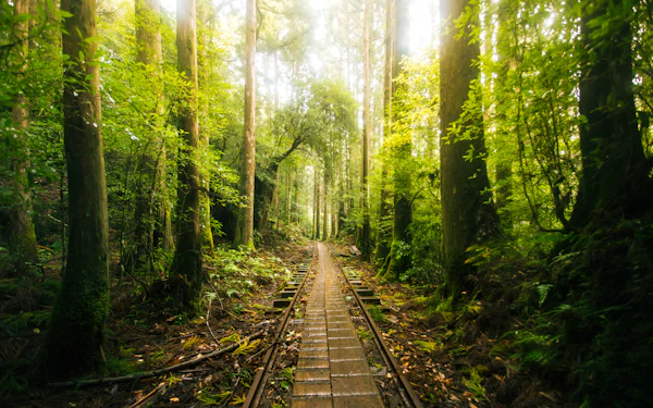 Bahnstrecke durch Wald