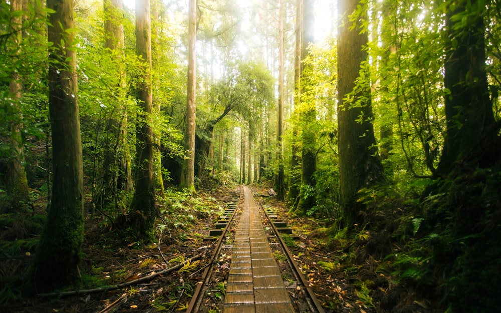 a train track in the middle of a forest