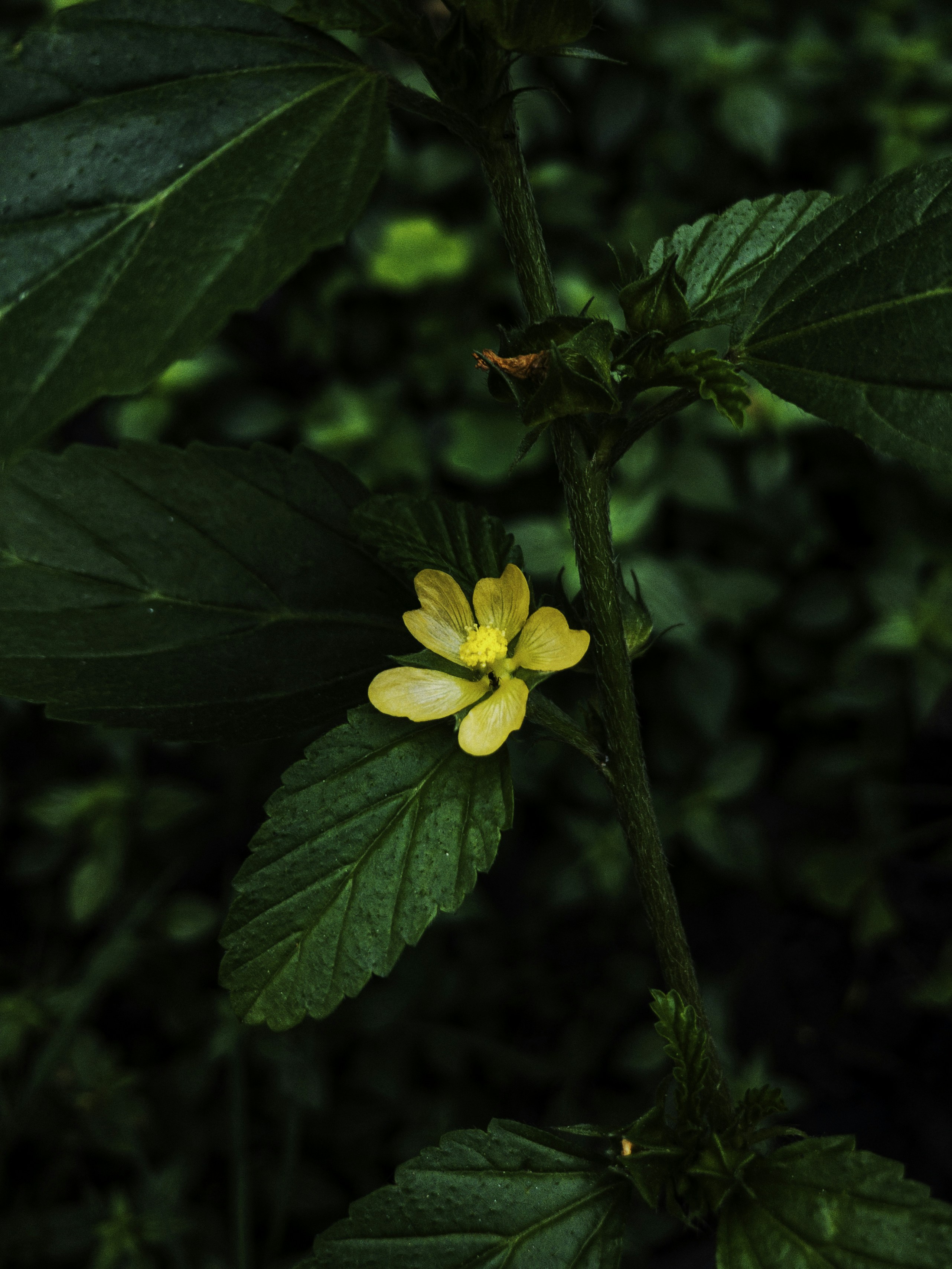 Photo by amritanshdubey