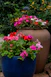 a large potted planter filled with colorful flowers