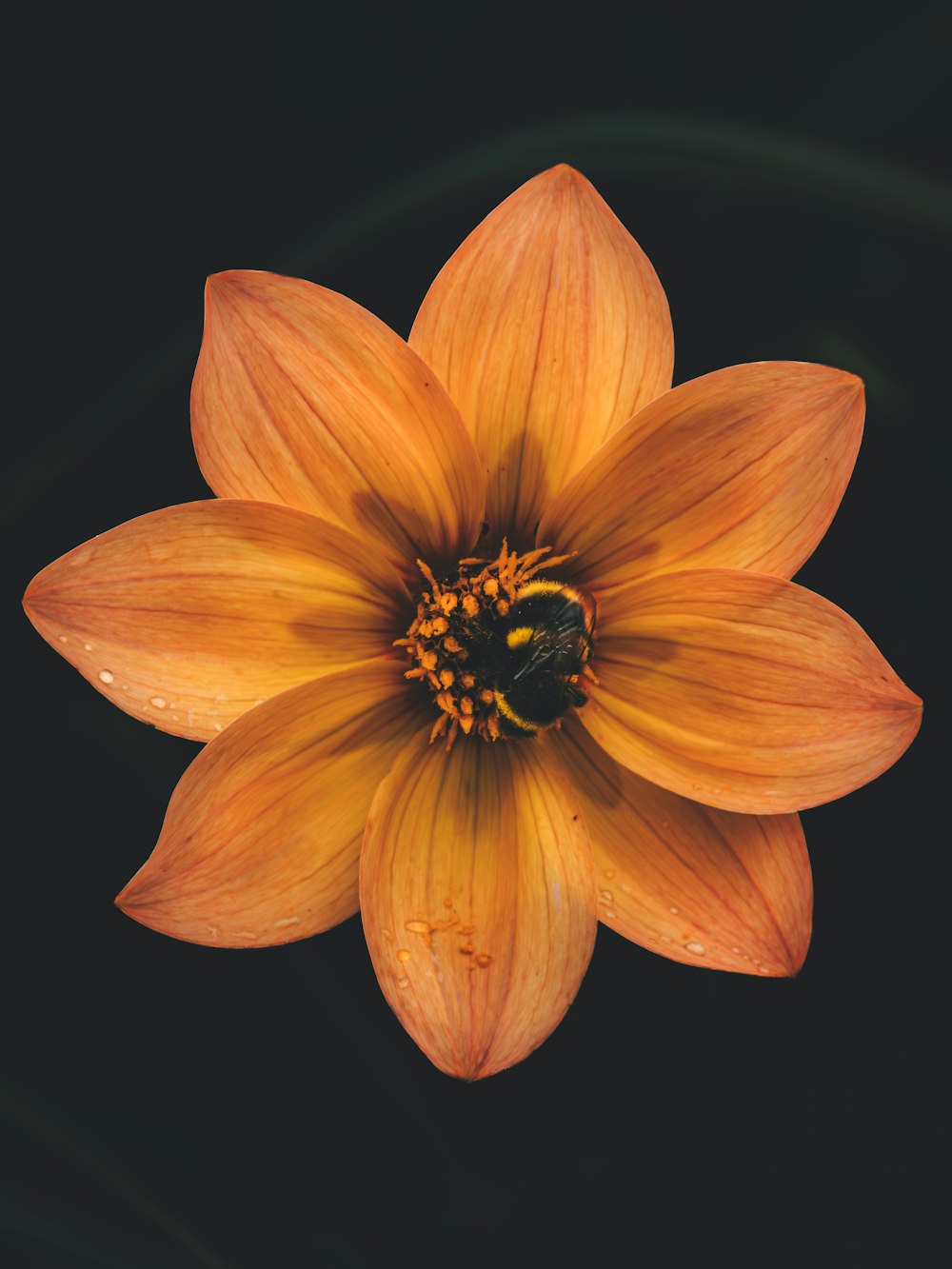 a yellow flower with a black background