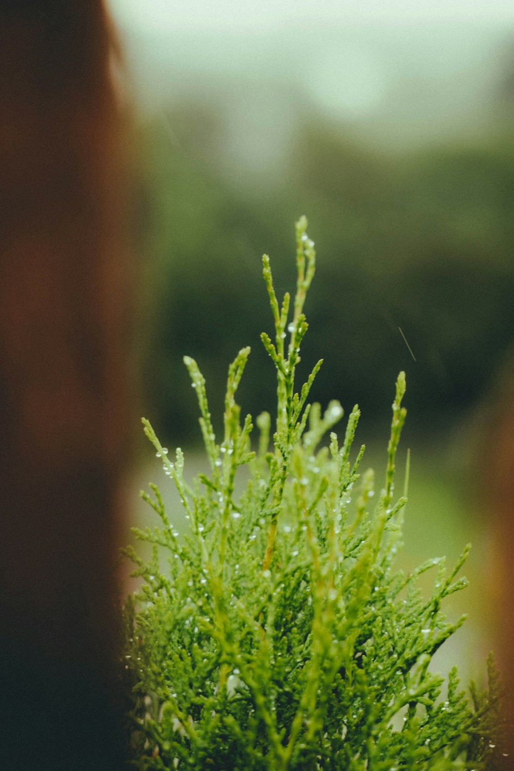 a close up of a plant with water droplets on it