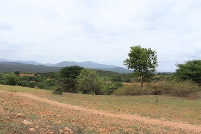 Large plot of land with scattered trees and a dirt path.