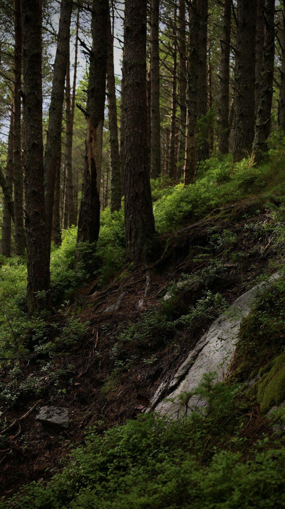 a man riding a bike down a lush green hillside