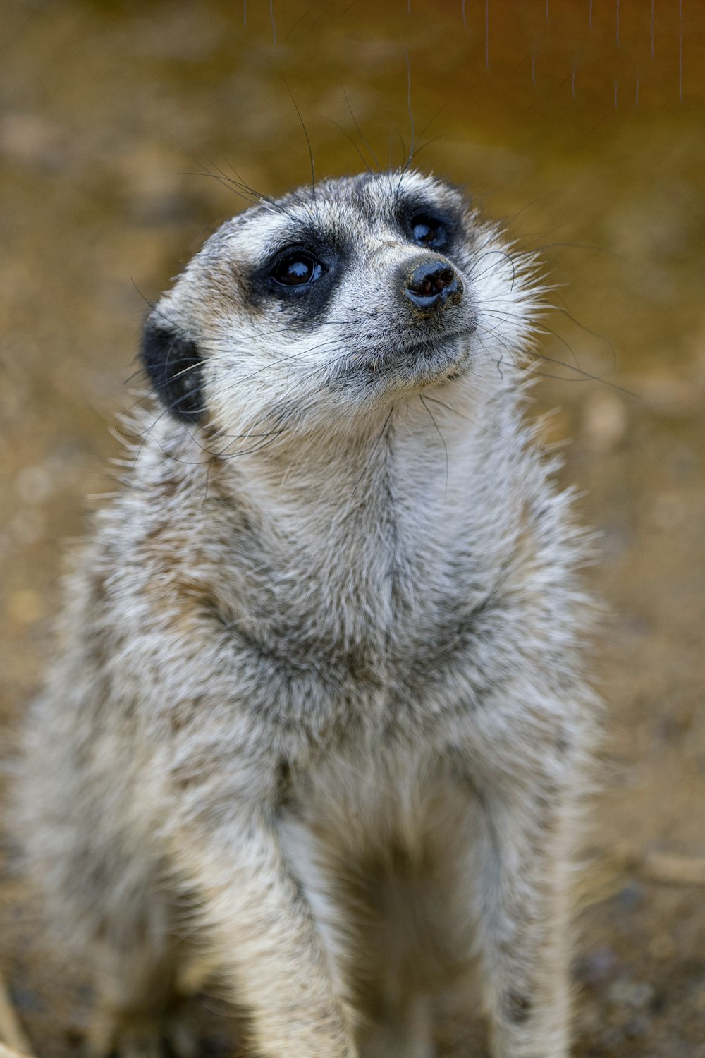 a close up of a small animal on a dirt ground