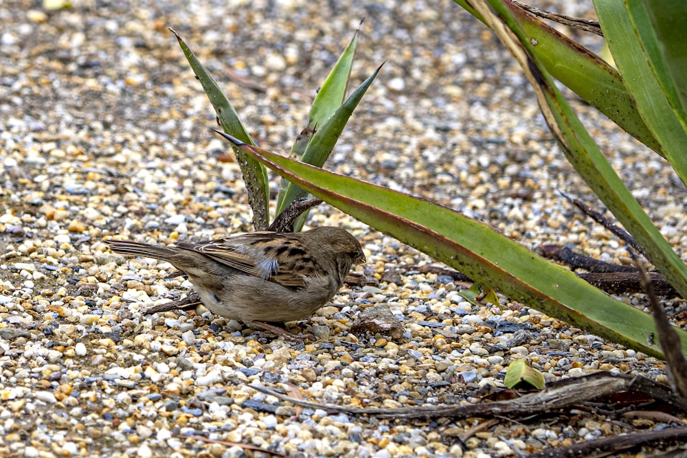 a small bird is sitting on the ground