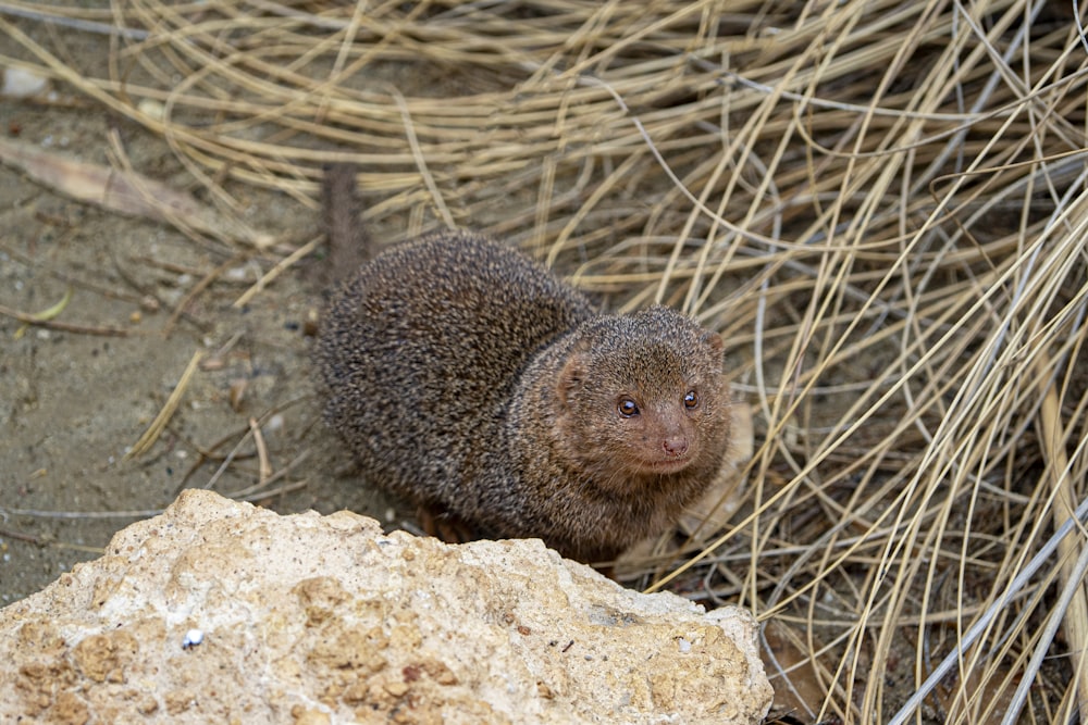 a small animal standing on top of a pile of dirt