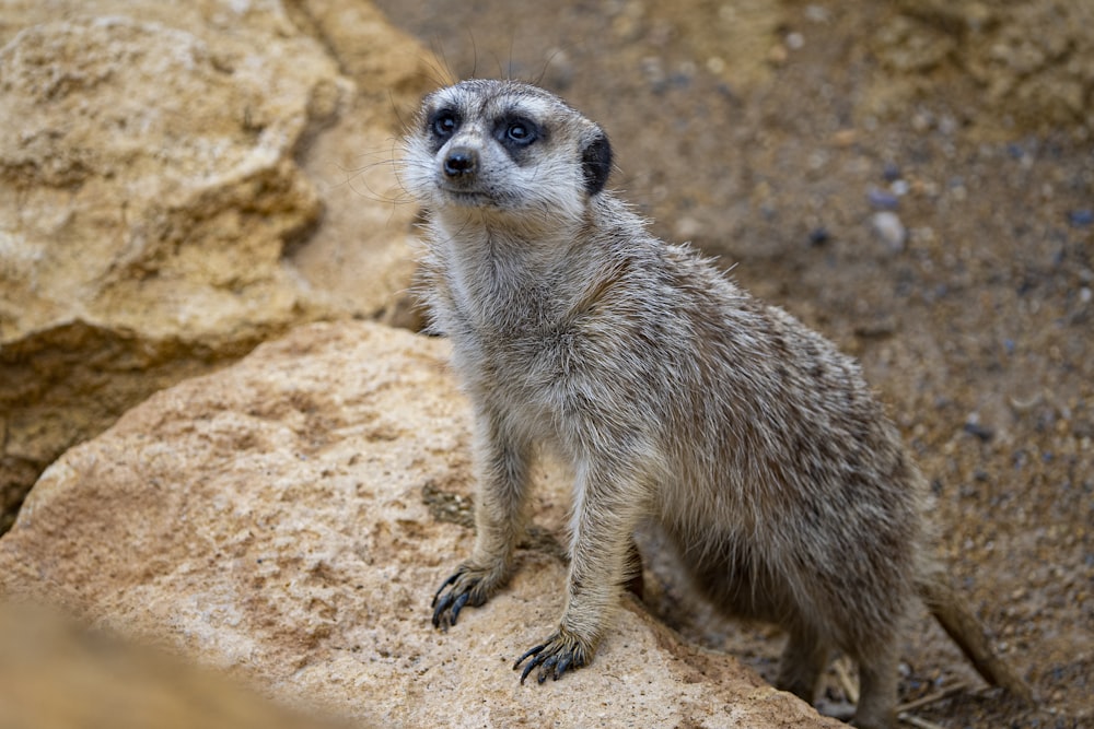 a small meerkat standing on a rock