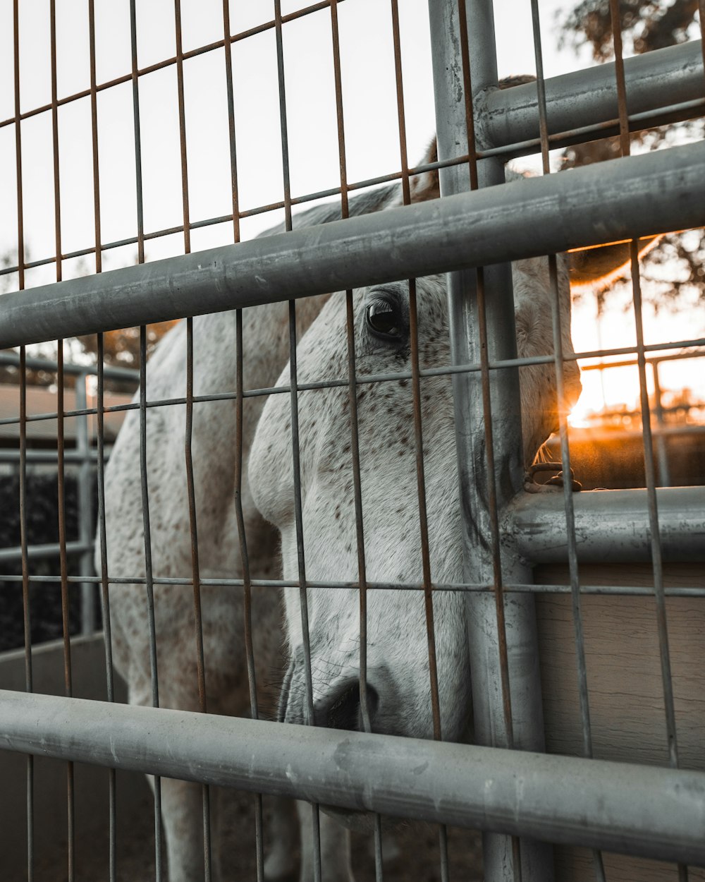 a white horse standing behind a metal fence