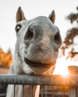 A close-up view of a horse's nose and mouth with its nostrils prominently visible. The angle is from below, creating a humorous and engaging perspective. The background includes a soft focus of trees, and the warm light of a setting sun is visible, casting a glow around the edges of the scene.