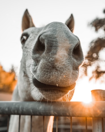 A close-up view of a horse's nose and mouth with its nostrils prominently visible. The angle is from below, creating a humorous and engaging perspective. The background includes a soft focus of trees, and the warm light of a setting sun is visible, casting a glow around the edges of the scene.
