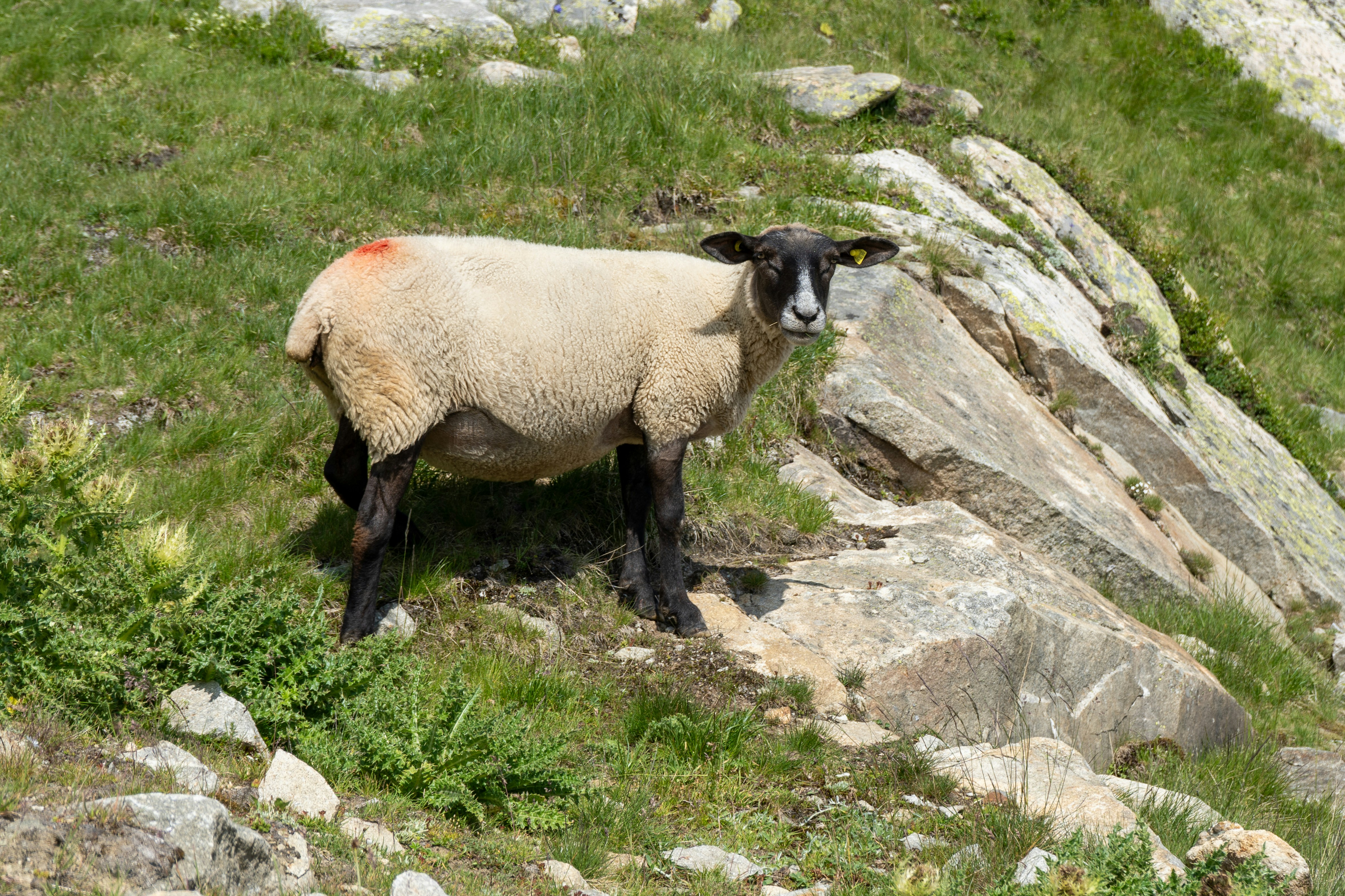 Domestic Sheep