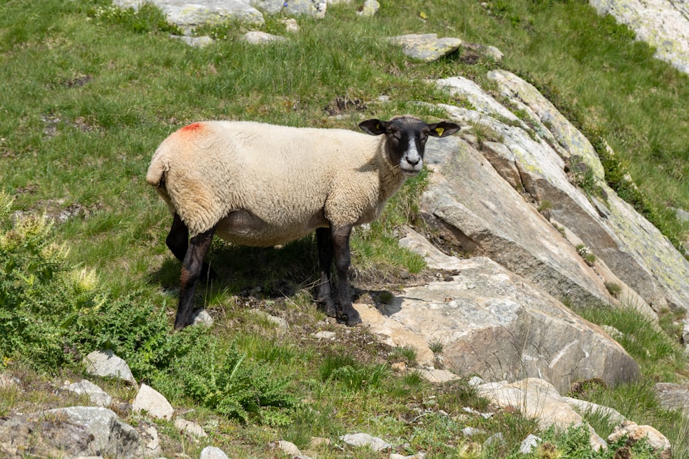 una pecora in piedi sulla cima di una collina coperta di erba