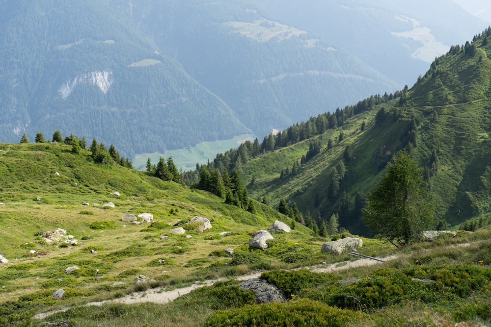 una lussureggiante collina verde coperta da un sacco di alberi