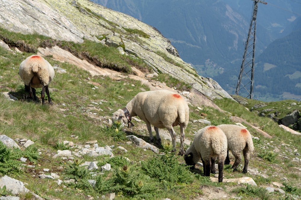 um grupo de ovelhas em pé no topo de uma encosta coberta de grama