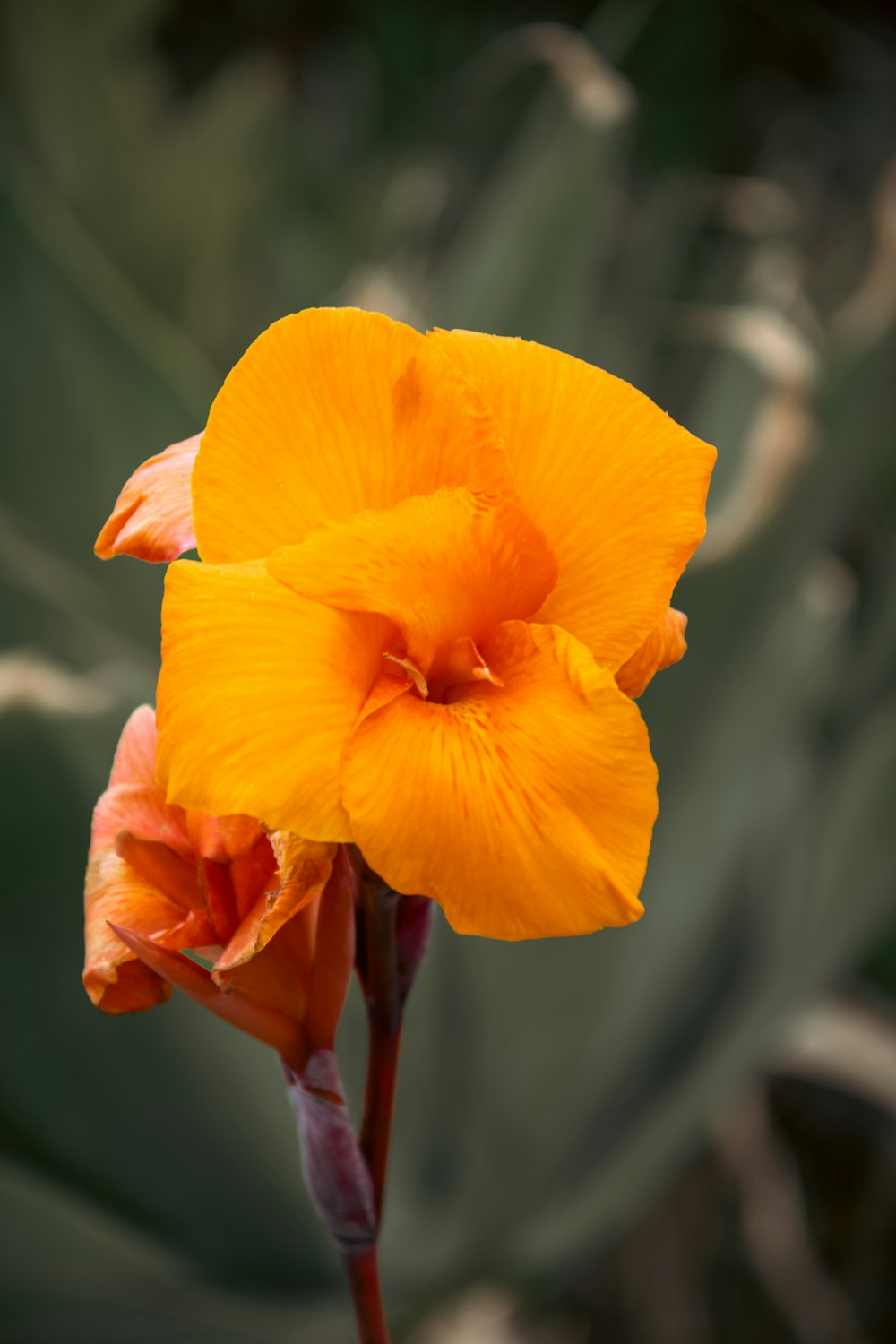 a yellow flower with a green background