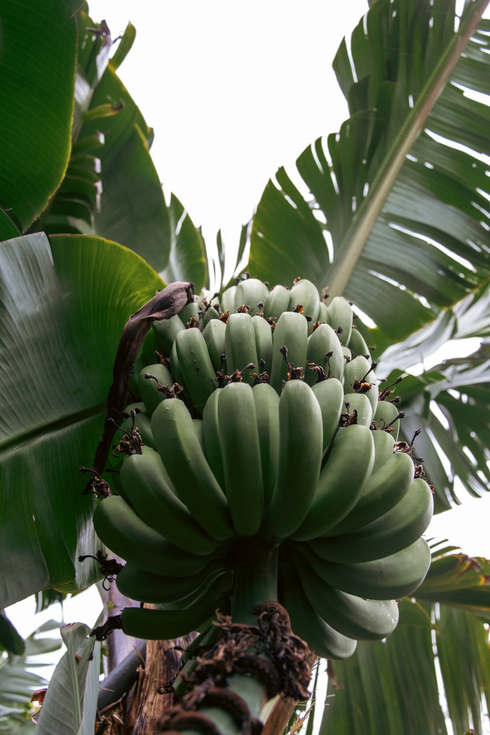 a bunch of green bananas hanging from a tree