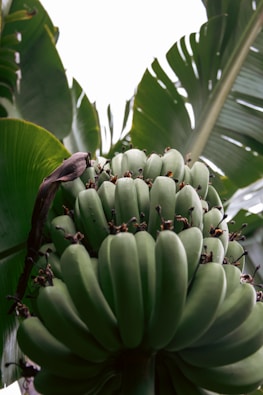 a bunch of green bananas hanging from a tree