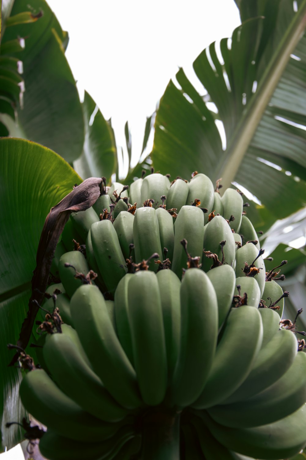 a bunch of green bananas hanging from a tree