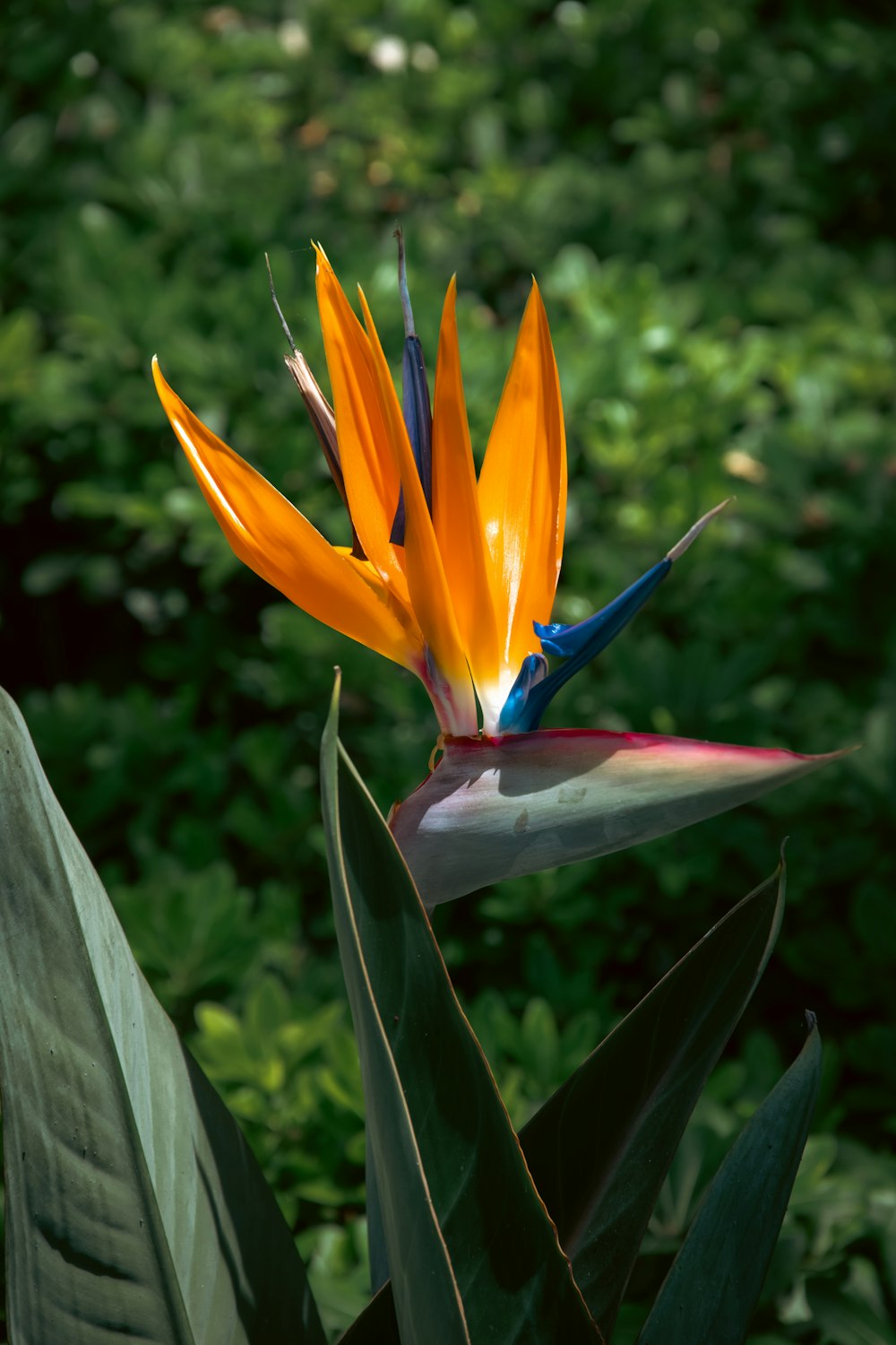 a bird of paradise flower in the middle of a forest