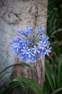 a close up of a blue flower near a tree