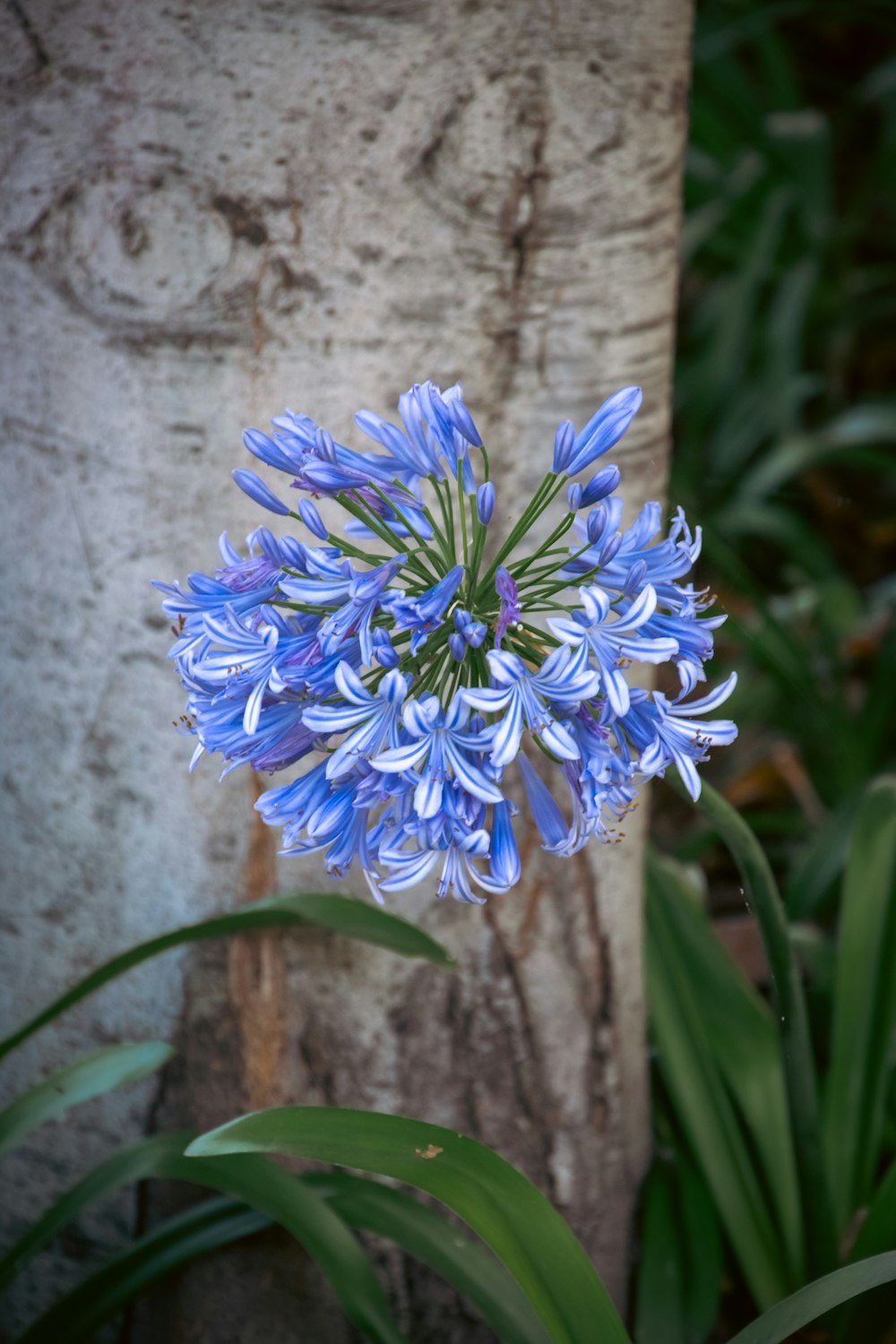 a close up of a blue flower near a tree