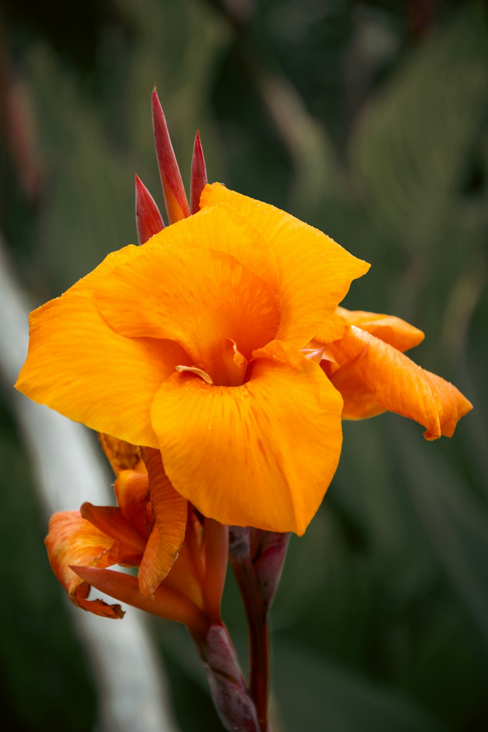 a close up of a flower with a blurry background