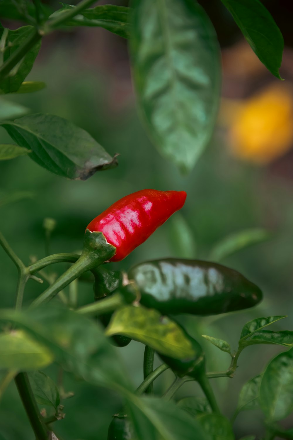 a close up of a red pepper on a plant