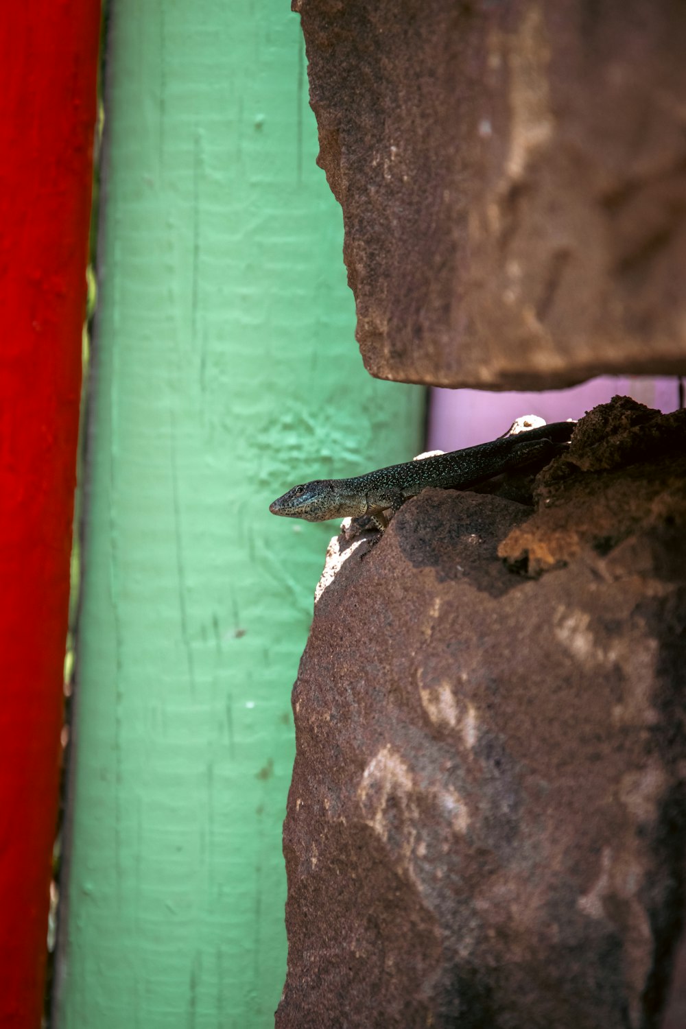 a lizard sitting on top of a rock