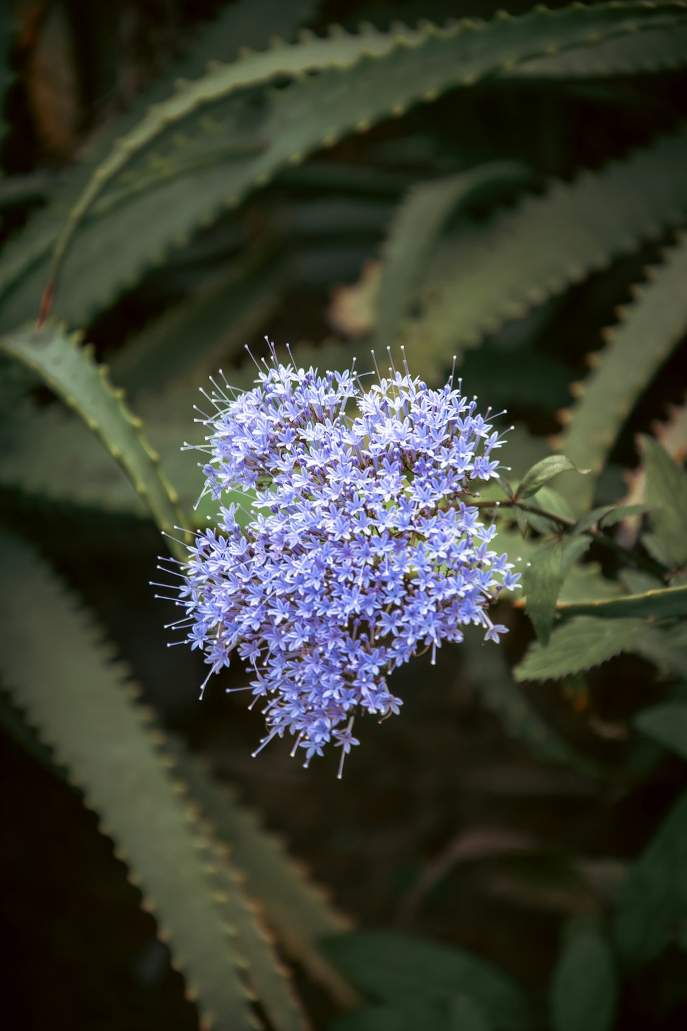 식물에 파란 꽃의 클로즈업