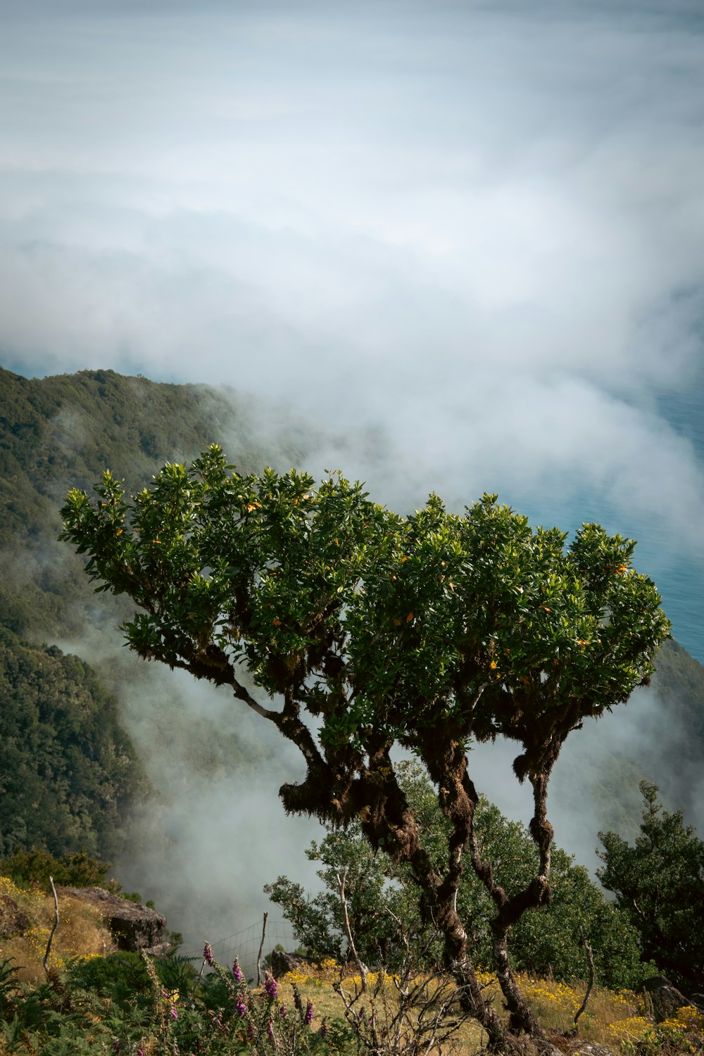 a tree in the middle of a field with a mountain in the background