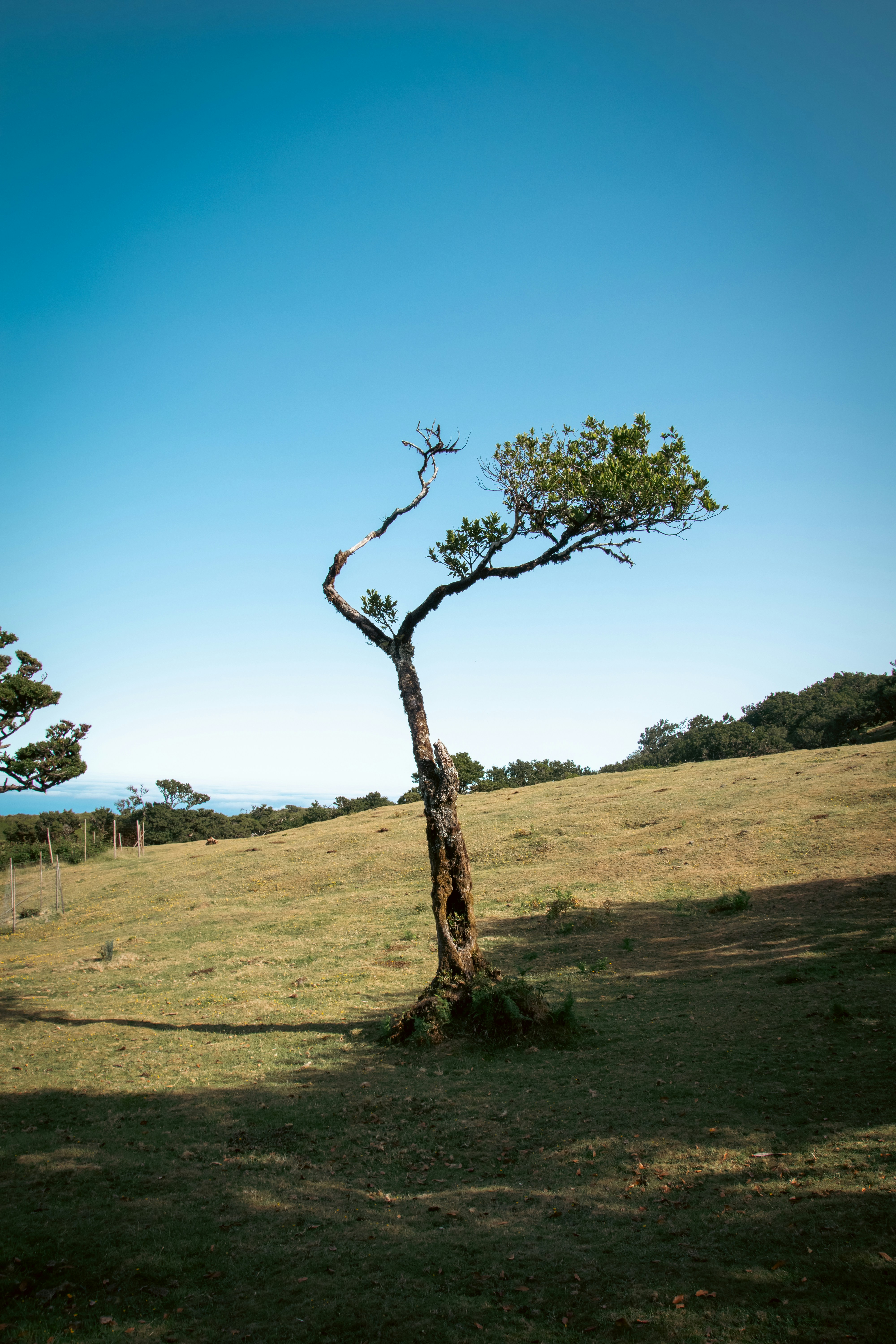 ein Baum, der im Gras steht
