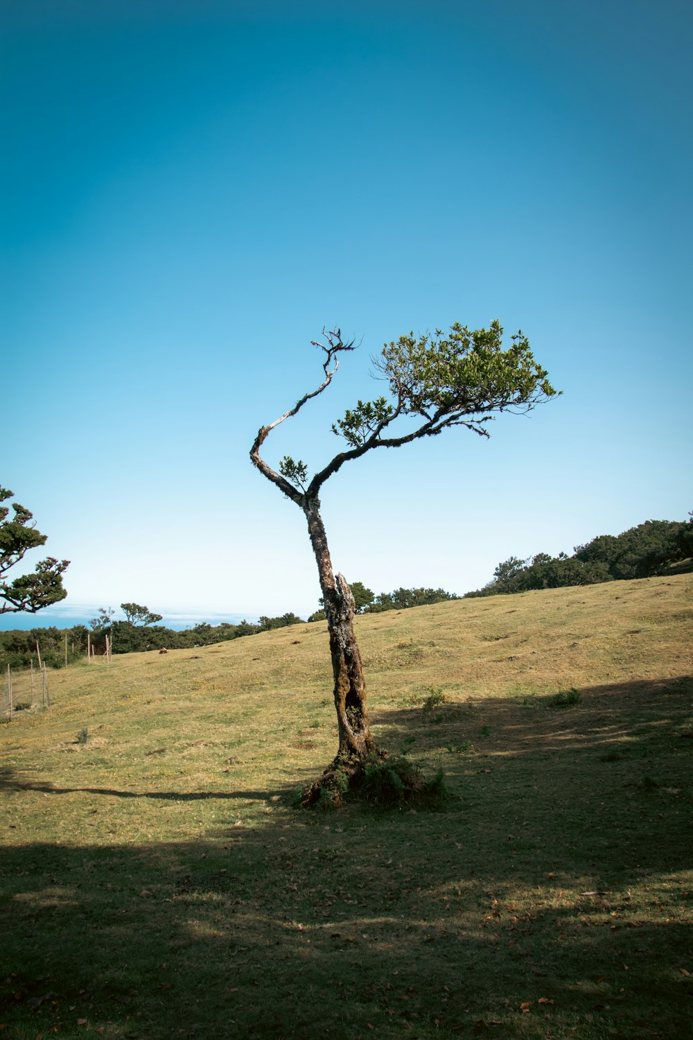 a tree that is standing in the grass