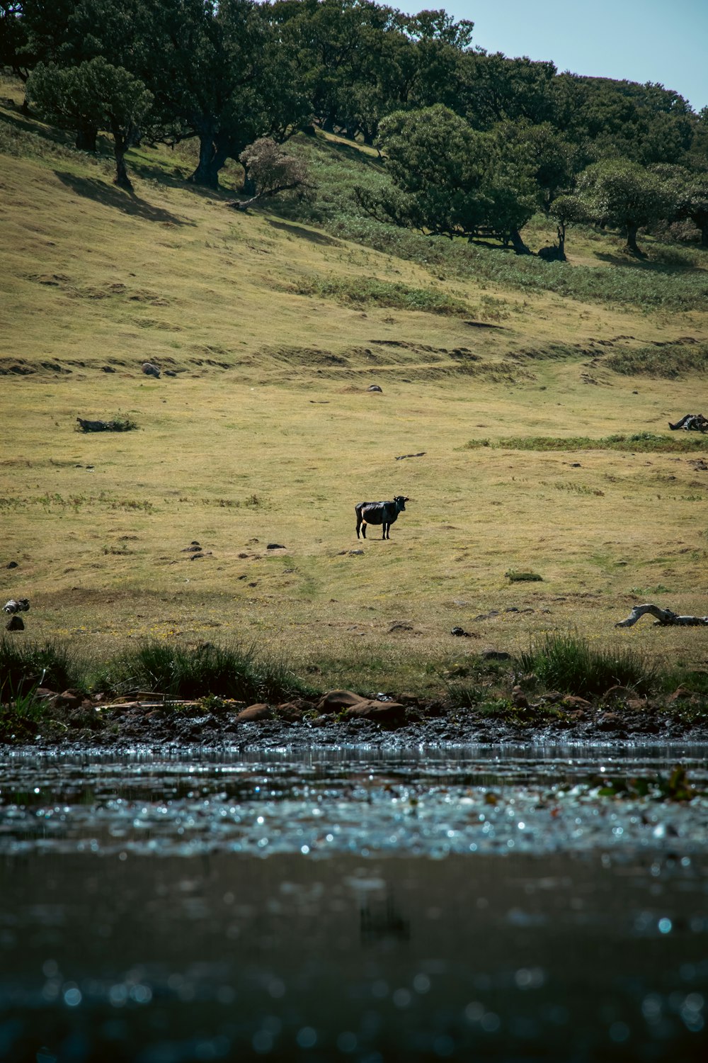 a cow standing in a grassy field next to a river